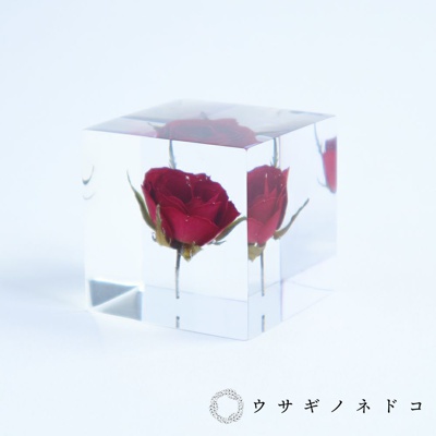 usaginonedoko 京都兔之床 Sola cube 玫瑰立方塊 (花言葉：熱情、美麗)
