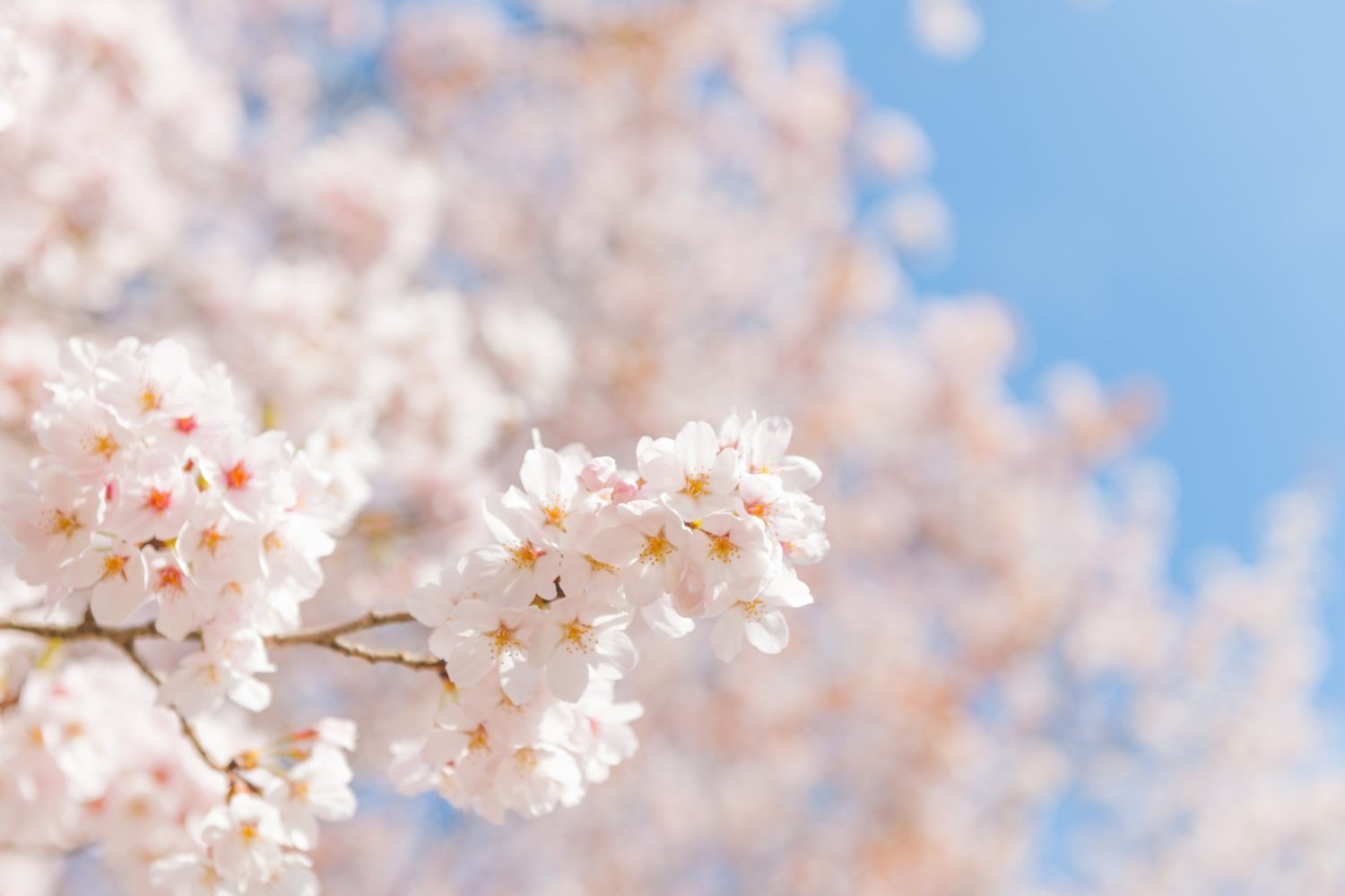 ｜賞櫻最前線｜2019年日本櫻花什麼時候開看這裡！