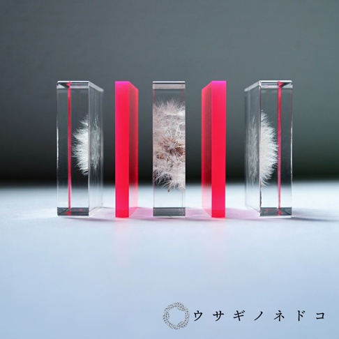 三個 Sola cube Slice 螢光觀賞斷層塊，以透明壓克力材質封存蒲公英，其中兩個塊體內含有白色蒲公英，一個塊體內含有乾燥的蒲公英。產品以螢光粉色壓克力板間隔排列。