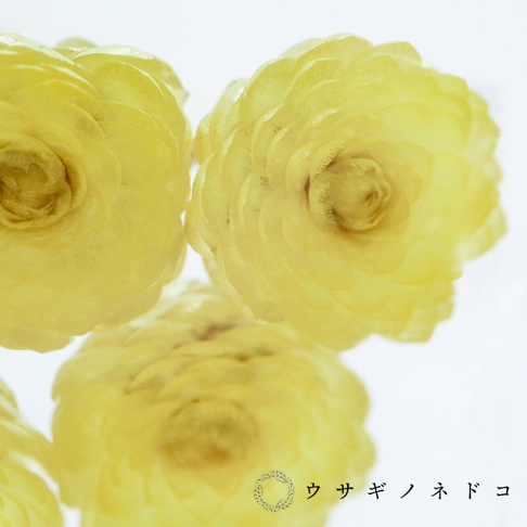 三朵淡黃色、層疊花瓣的永久花，花心呈深黃色，近距離特寫。