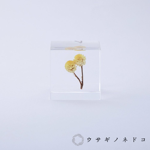 透明立方體中封存著兩朵乾燥的黃色永久花，花朵呈現球狀，莖細長，背景為白色。