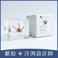 Sola cube 刺芹立方塊 (宙言葉：驅逐災禍)