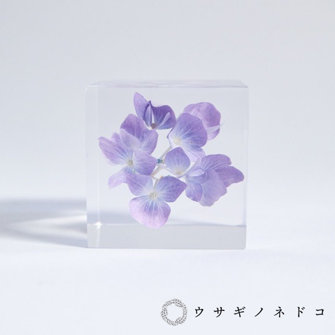 透明立方體中封存著一簇淡紫色繡球花，花瓣呈現柔和的漸層色。