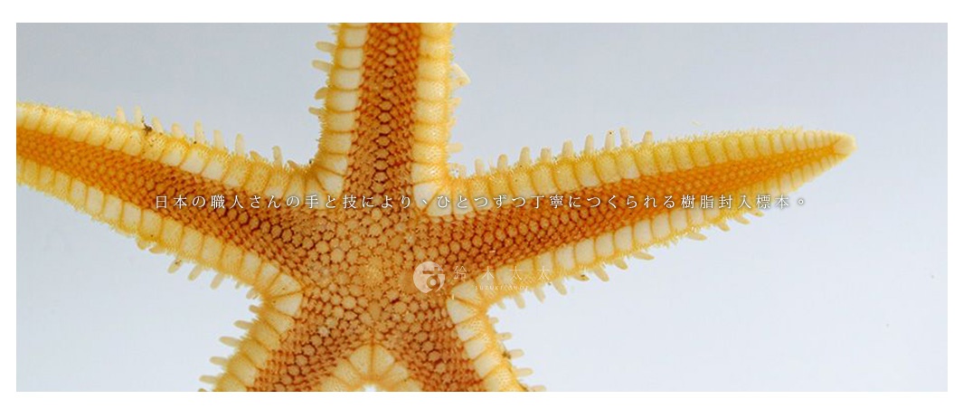 1.3公分厚切型圓片標本，呈現橘黃色與米白色的海星，五個放射狀的腕足清晰可見，表面佈滿細小的紋理，海星整體被透明樹脂包裹，保留了其自然形態。