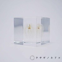 透明方形壓克力塊中，封存著兩株乾燥的白色燈籠花，花萼呈現細緻網狀結構，花蕊為淡黃色。