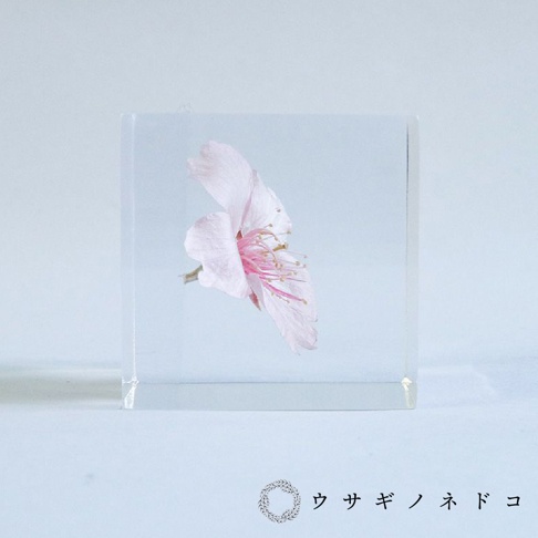 透明壓克力立方塊中封存著一朵淡粉色大寒櫻花，花瓣細緻，花蕊呈現粉紅色，整體置於淺藍色背景前。