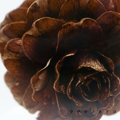 特寫鏡頭下的落葉松毬果，呈現深淺不一的褐色，鱗片層層疊疊，質地乾燥，邊緣帶有細微光澤。