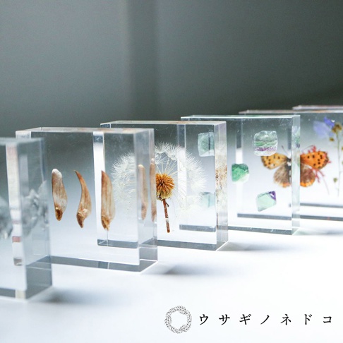 透明壓克力塊內封存著一朵乾燥的蒲公英，花頭呈褐色，絨毛呈白色。