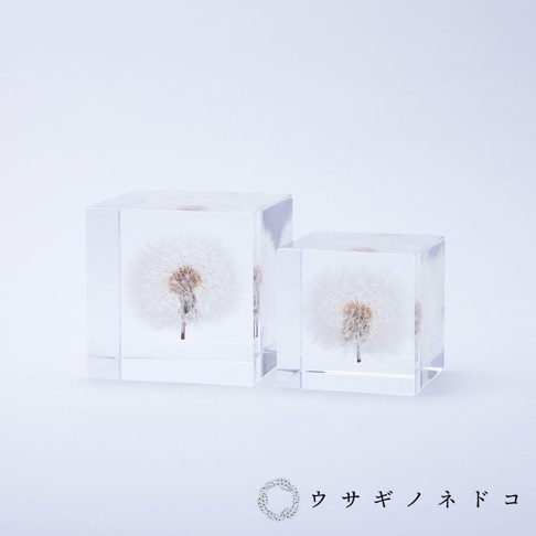 透明樹脂立方塊中封存著兩朵完整的蒲公英，花瓣呈細緻的白色絨毛狀，花頭為棕色，底部有細長的莖。