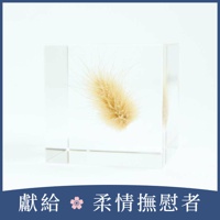 Sola cube 兔尾草立方塊 (宙言葉：堅強而柔軟)