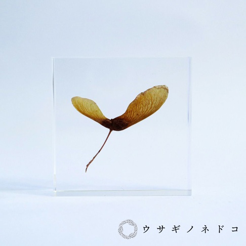 透明壓克力塊中封存著一株紅葉種子，種子呈現褐色，兩翼展開，有明顯的紋理，細長的莖部向下延伸。