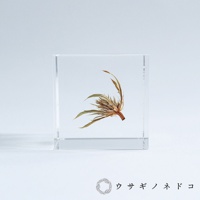 Sola cube 刺芹立方塊，透明壓克力方塊中封存著一株乾燥的刺芹，呈現棕褐色與淡綠色，帶有細緻的葉片與花序。