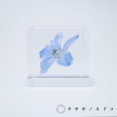 透明立方體內封存著一朵淺藍色翠雀花，花瓣層疊，中心點綴深色花蕊，置於純白色背景上。