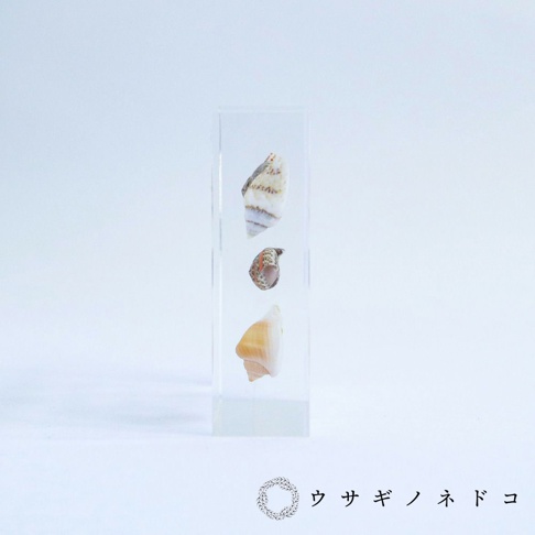 透明壓克力塊中嵌入三顆大小、顏色各異的卷貝標本，從上至下分別為帶有棕色條紋的白色貝殼、紅褐色螺旋狀小貝殼，以及米白色螺旋狀貝殼。
