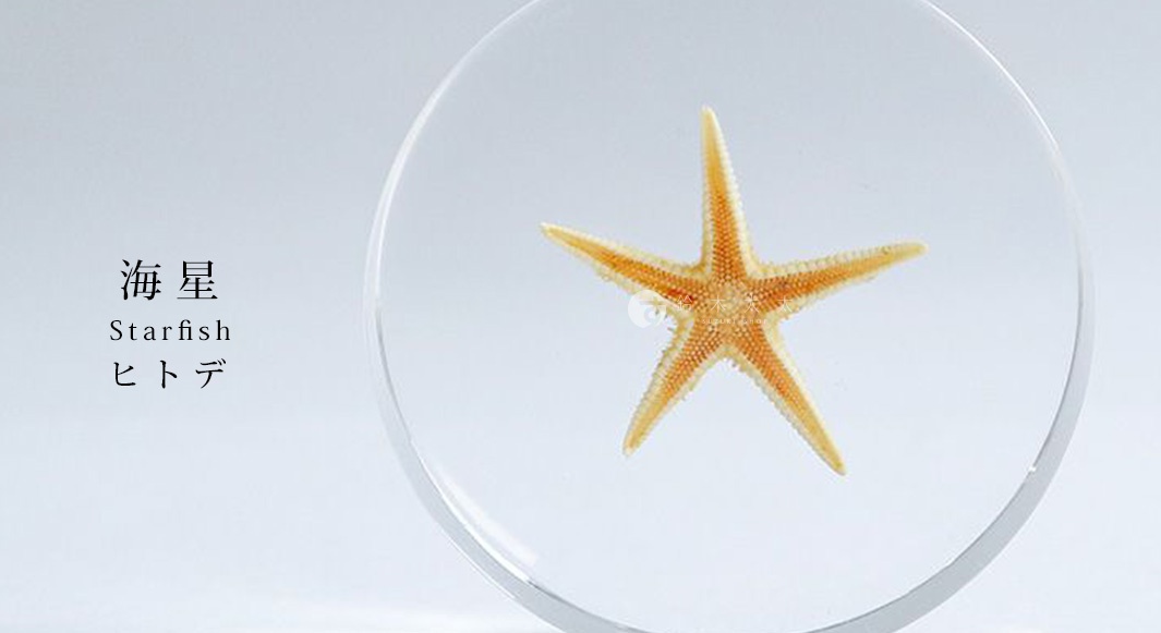 透明圓片標本內嵌一隻黃褐色五角形海星，海星表面細節清晰可見，標本邊緣光滑。