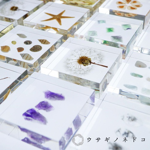 多個透明水晶塊，內含不同標本，包括海星、貝殼、蒲公英、綠色和紫色小石子等。