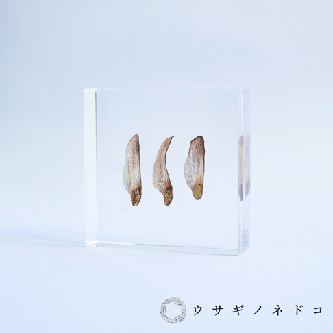 透明壓克力塊中嵌入三顆黑松樹種子，種子呈淺棕色、帶有細緻紋理，形狀類似翅膀。