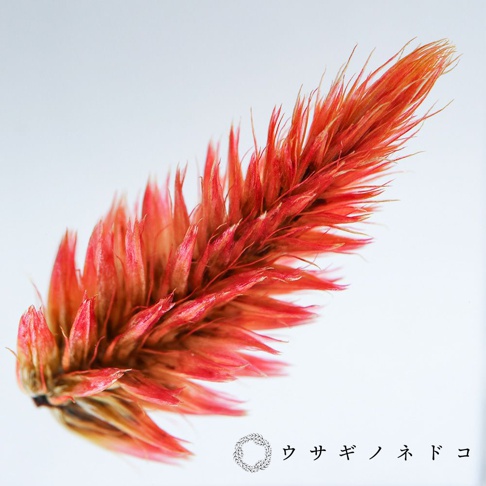 乾燥的雞冠花，呈現鮮豔的橘紅色，花瓣細長且尖銳，向上延伸，整體呈羽毛狀。