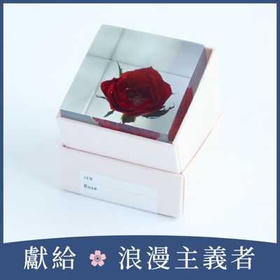 Sola cube 玫瑰立方塊 (花言葉：熱情、美麗)