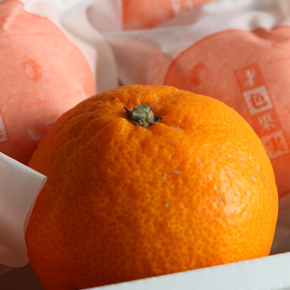 和歌山才色果實蜜柑禮盒 主圖3_