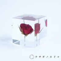 Sola cube 玫瑰立方塊 (花言葉：熱情、美麗)