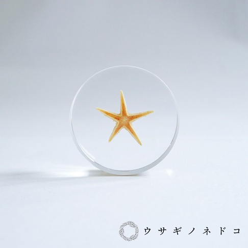 透明圓形壓克力塊中封存著一隻橙黃色、五角星狀的海星標本，海星表面紋理清晰可見，置於白色背景上。