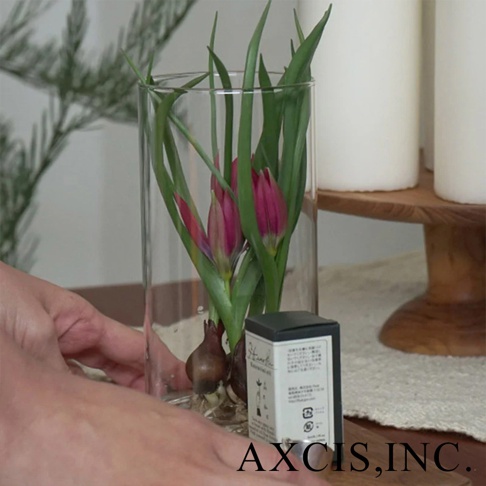 AXCIS 品牌 PINO 雙層可拆玻璃花瓶-高款，裝有粉色鬱金香花苞與種球，擺放在桌面上，旁邊有品牌小盒裝飾，右側為白色蠟燭。