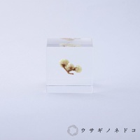 透明壓克力立方塊中封存著一小束乾燥的白色小花，花朵呈現蓬鬆的球狀，下方為細長的莖。