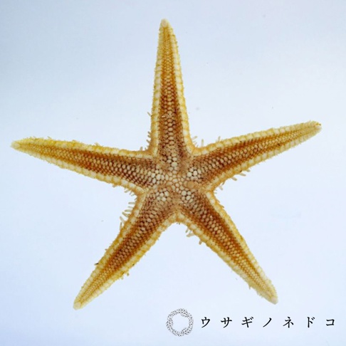 乾燥海星標本，呈現五角星形，呈淡黃色至棕色，表面有細小的紋理和突起。