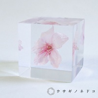 Sola cube 大寒櫻花立方塊 (花言葉：高尚、純潔)