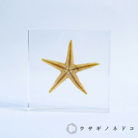 透明方形壓克力中，封存著一隻五角型的海星，海星呈淡黃色，帶有淺褐色條紋，質感清晰可見。