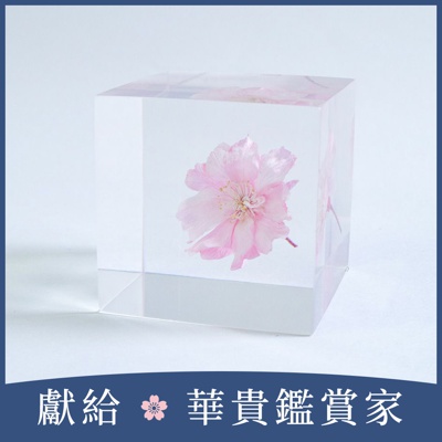 Sola cube 八重紅枝垂櫻花立方塊 (花言葉：智慧、優雅)