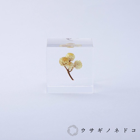 透明壓克力立方塊中封存著一枝乾燥的黃色小花，花朵呈球狀，莖部細長，背景為白色。
