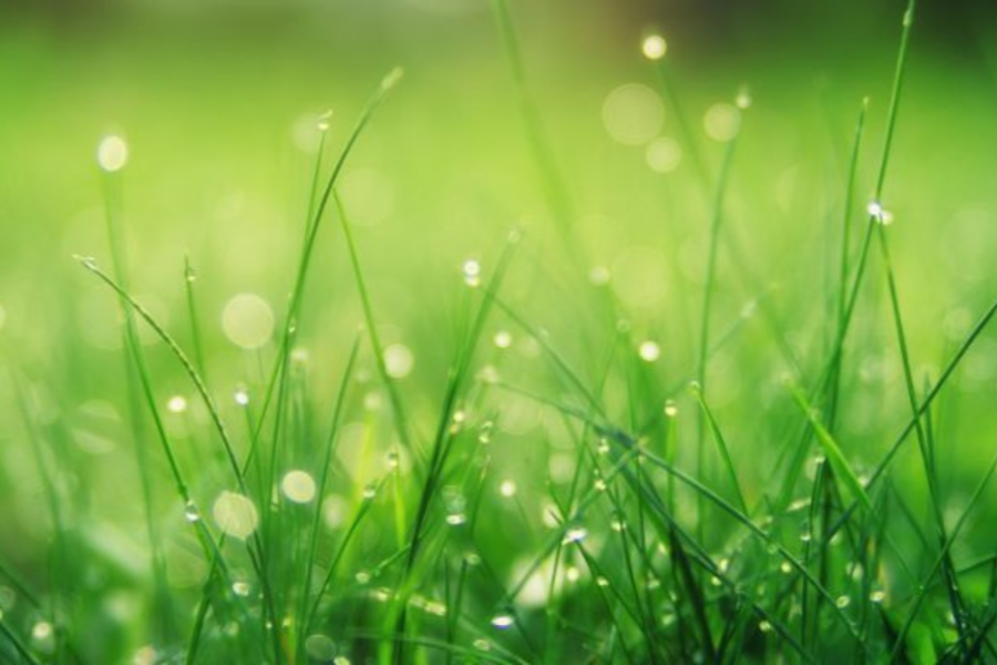 綠草上佈滿晨露，背景模糊，呈現出一種清新寧靜的氛圍