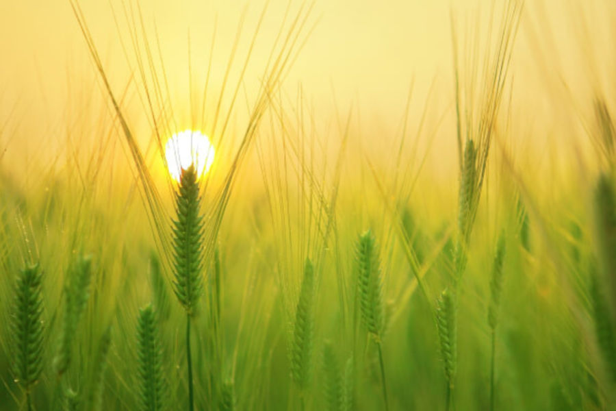 陽光穿過一片綠色的麥田，在晨曦中閃耀