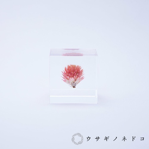 透明立方塊中封存著一朵粉紅色系的千日紅乾燥花，花朵呈現球狀，花瓣細緻，整體色調溫暖。