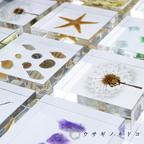 透明壓克力塊中封存著各種海洋生物標本，包括海星、貝殼和海螺。部分壓克力塊中還有蒲公英和紫色花瓣。