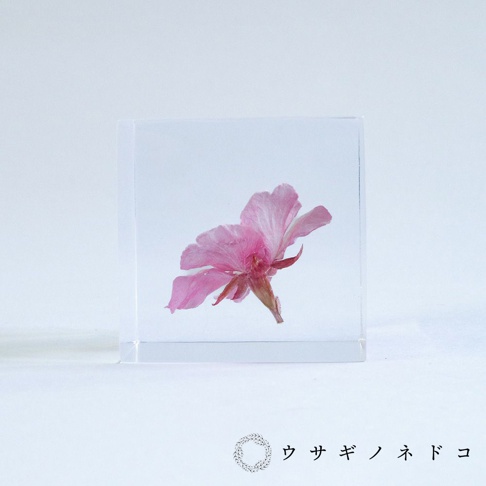 透明立方體內嵌一朵粉色河津櫻，花瓣層疊，花蕊顯現，呈現乾燥花材的質感，置於白色背景前。