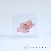 透明立方體內封存著一朵粉色河津櫻，花瓣輕柔舒展，花蕊處有金屬絲點綴，整體呈現淡雅的色彩。