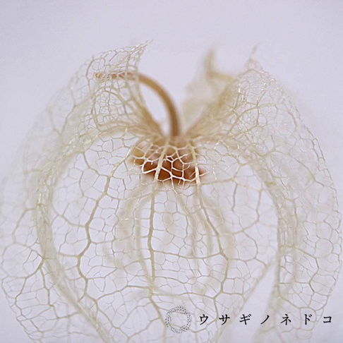 一朵乾燥的白色燈籠果，其外層網狀結構精緻，中央露出深棕色的果實，背景為淺色調。