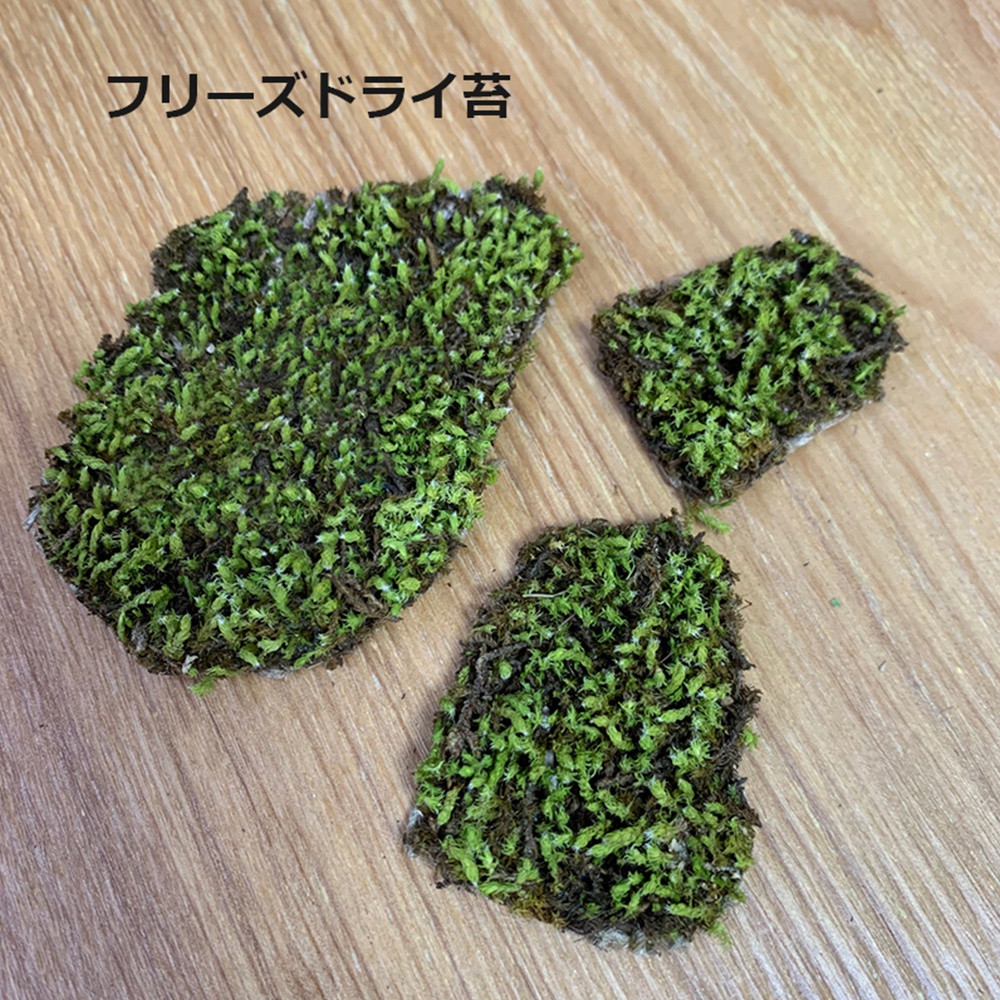 三個不同大小的綠色苔蘚模型，呈不規則塊狀，置於木紋背景上。苔蘚質地蓬鬆，顏色由鮮綠色漸變至深綠色，部分區域可見底部基質。