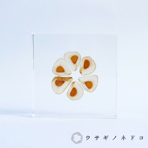 透明壓克力塊中，七片大百合種子橫切面呈花朵狀排列，種子外層呈乳白色，內胚乳為橘黃色。