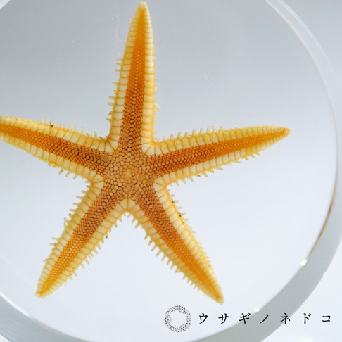 圓片標本展示一隻黃色與橘色相間的海星，五個手臂清晰可見，表面紋理細膩。海星被封存在透明的圓形材質中，背景為白色。