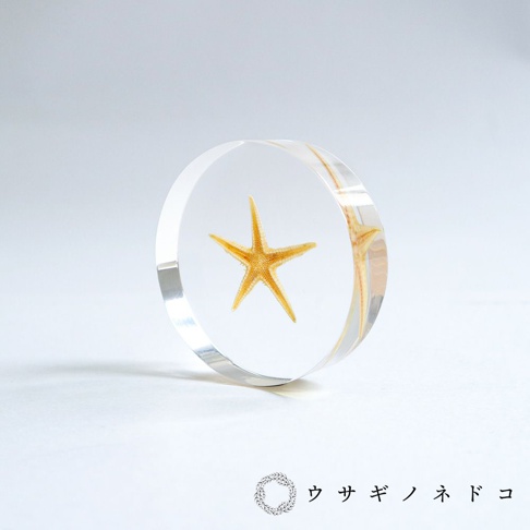 透明圓形壓克力塊中封存著一隻金黃色海星標本，厚度約1.3公分。海星的五個觸手清晰可見，整體呈現自然紋理。