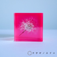 螢光粉紅色壓克力塊中封存著一朵白色蒲公英，呈現斷層塊狀。