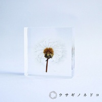 Sola Tile 1.5cm厚切型片狀標本 蒲公英