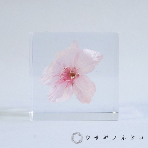 透明立方體中封存著一朵淡粉色大寒櫻花，花瓣層疊，花蕊為粉紅色。