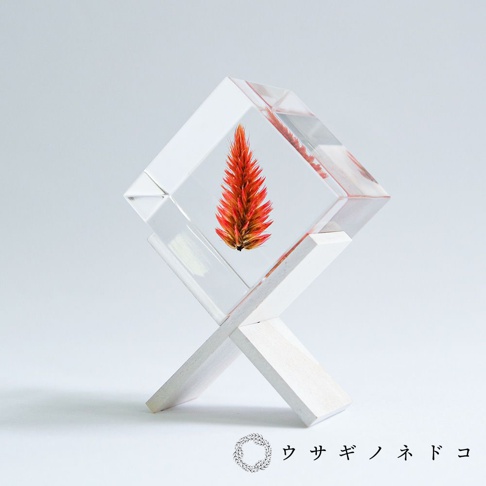 透明立方體中封存著一支橙紅色、羽毛狀的青葙花，下方由兩個白色木質支架交叉支撐，整體放置於淺灰色背景上。