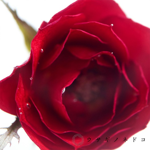深紅色玫瑰花瓣特寫，花瓣層疊，表面有幾滴水珠，背景為白色。