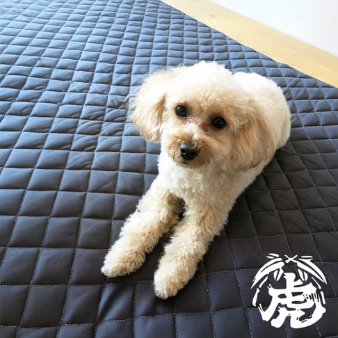 一隻淺棕色貴賓犬趴在深灰色菱格紋竹炭床墊上。